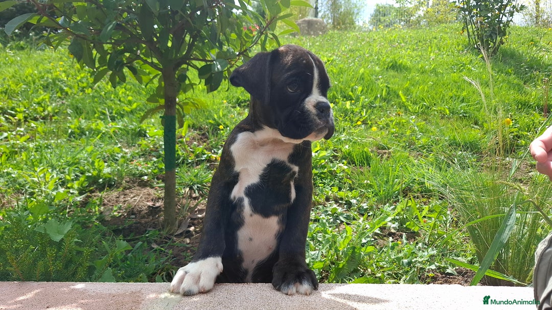 Boxer perros en venta: BOXER ATIGRADO  - Imagen 4