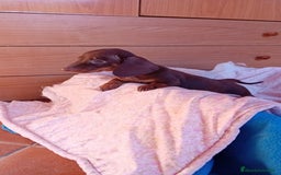 Teckel Miniatura perros en venta: Teckel kaninchen  - Imagen 6