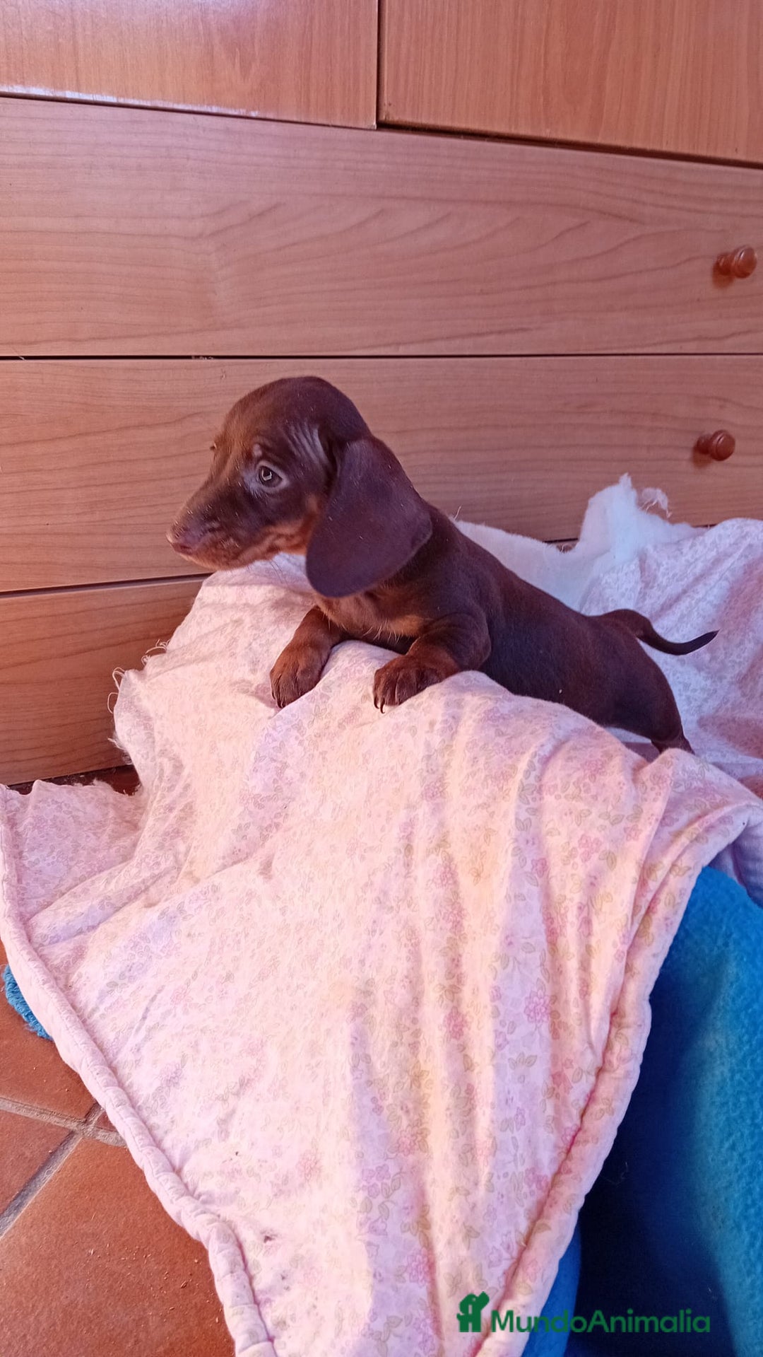 Teckel Miniatura perros en venta: Teckel kaninchen  - Imagen 6