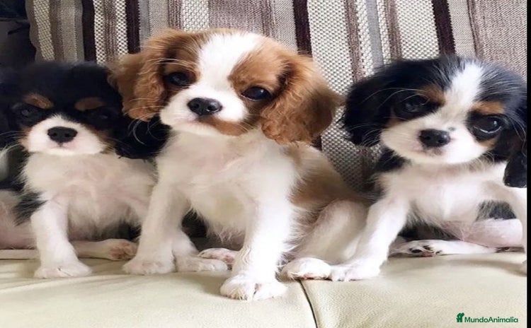 Cavalier King Charles Spaniel perros - Anuncio 7
