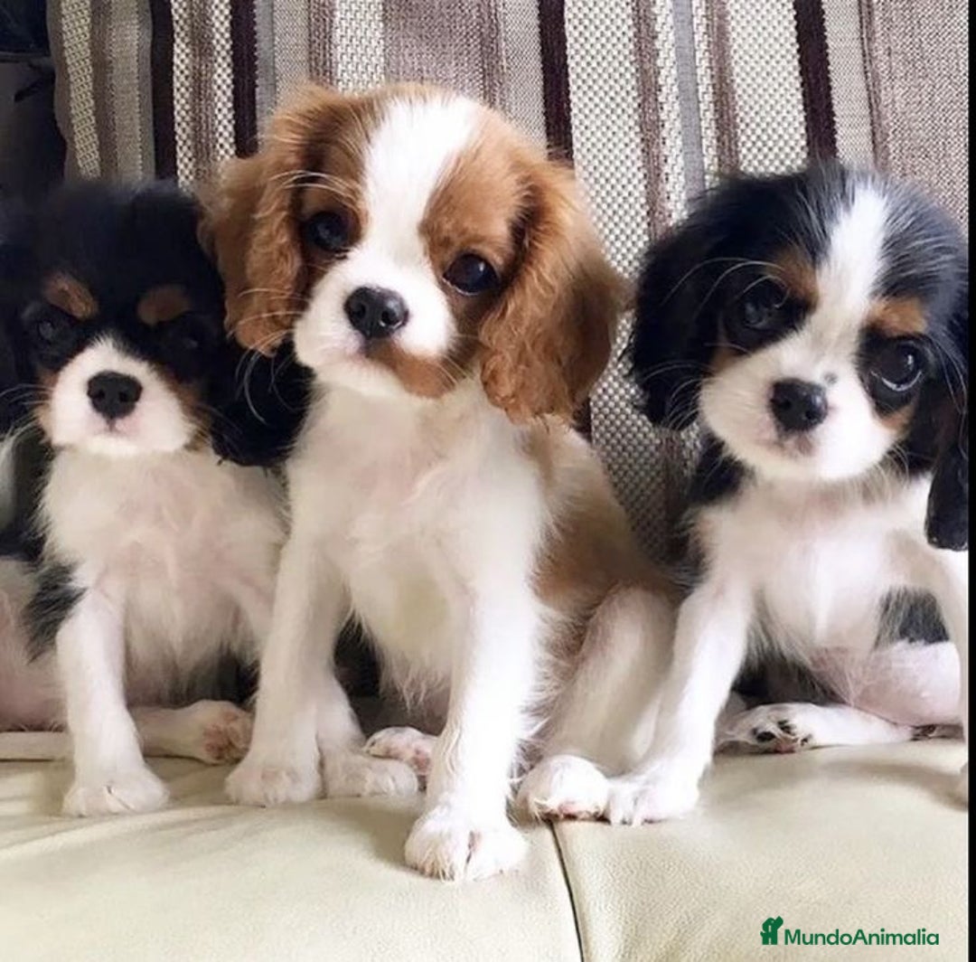 Cavalier King Charles Spaniel perros en venta: Cachorros Cavalier pura raza 🥇✨ - Imagen 1