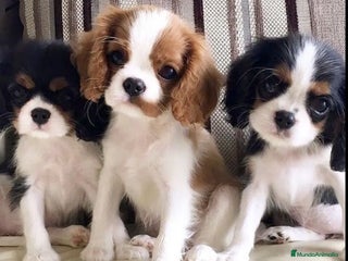 Cavalier King Charles Spaniel perros - Anuncio 7