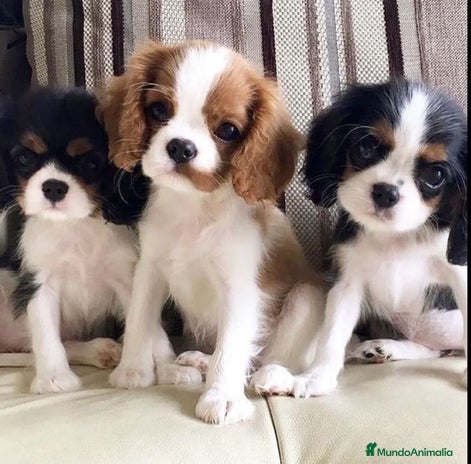 Cavalier King Charles Spaniel perros - Anuncio 4