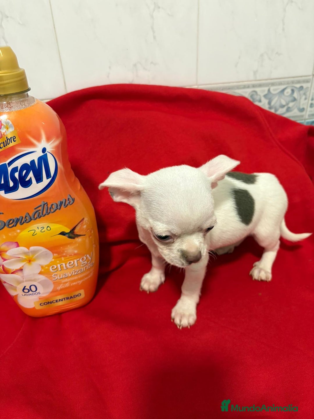 Chihuahua perros en venta: Chihuahua toy blanco - Anuncio 1