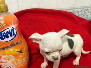 Chihuahua perros Chihuahua toy blanco - Anuncio 2