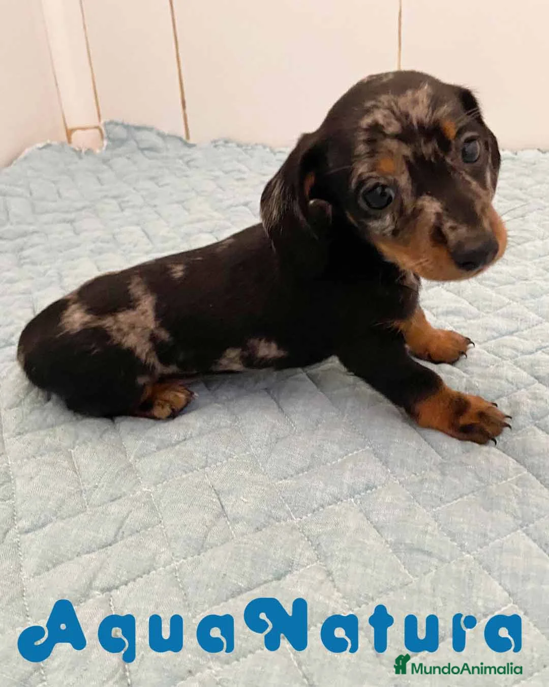 Teckel perros en venta:  Teckel Hembra 6258 - AQUANATURA en Barcelona - Anuncio 1