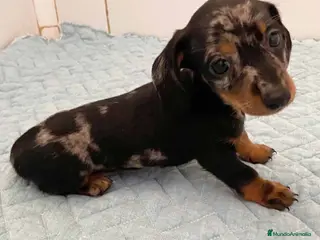 Teckel perros Teckel Hembra 6258 - AQUANATURA en Barcelona - Anuncio 29