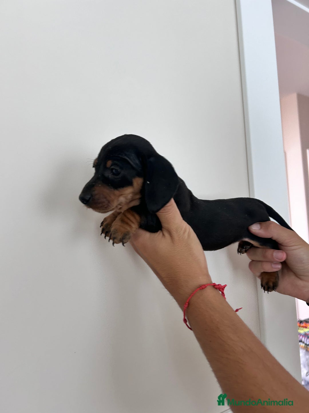 Teckel Miniatura perros en venta: teckel mini  - Imagen 7