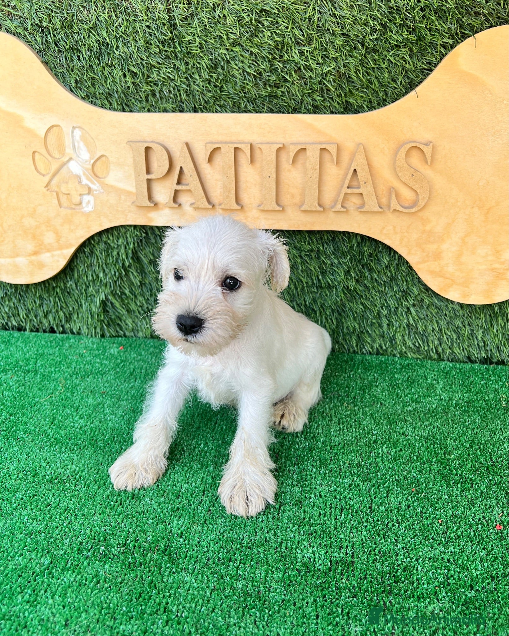 Schnauzer Miniatura perros Schnauzer mini blanco - Anuncio 1