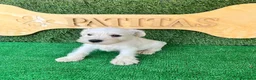 Schnauzer Miniatura perros en venta: Schnauzer mini blanco - Anuncio 3