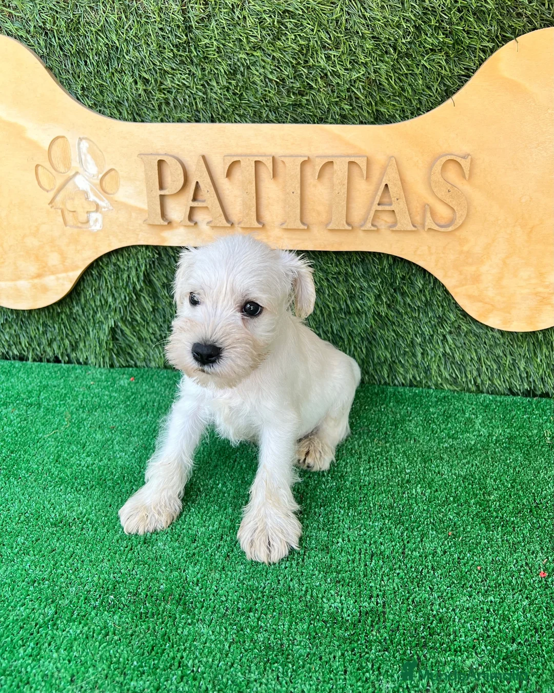 Schnauzer Miniatura perros en venta: Schnauzer mini blanco - Anuncio 1