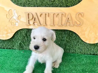 Schnauzer Miniatura perros Schnauzer mini blanco - Anuncio 1
