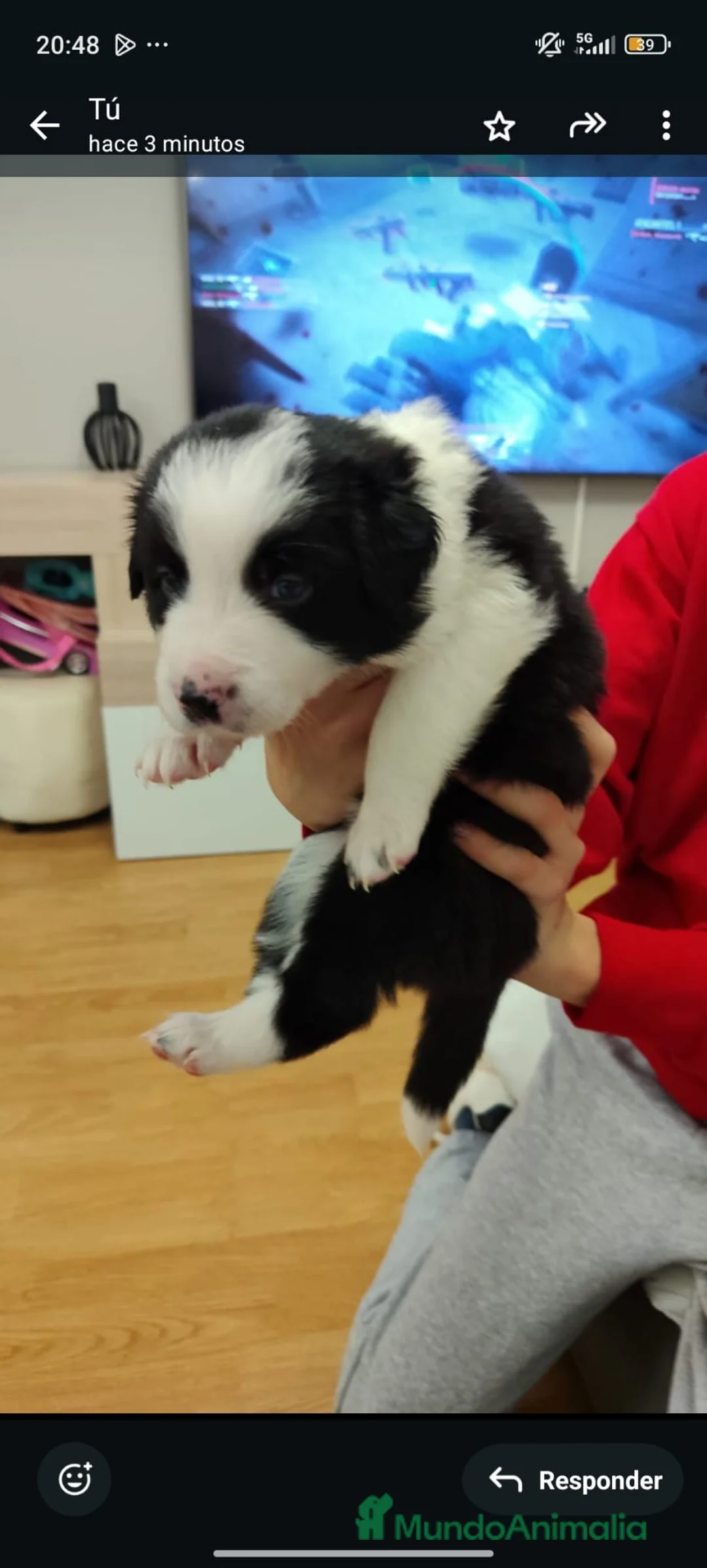 Border Collie perros en venta: Cachorros de Border Collie machos y hembras - Anuncio 4