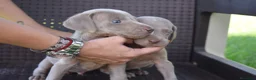 Weimaraner perros en venta: Weimaraner disponibles. en Valencia - Anuncio 7