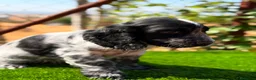 Cocker Spaniel Inglés perros en venta: ÚLTIMO MACHO RUANO COCKER SPANIEL INGLES - Anuncio 6