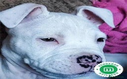 American Staffordshire-Terrier perros en venta: AMERICAN STANDFORD CALIDAD 💯 - Imagen 1