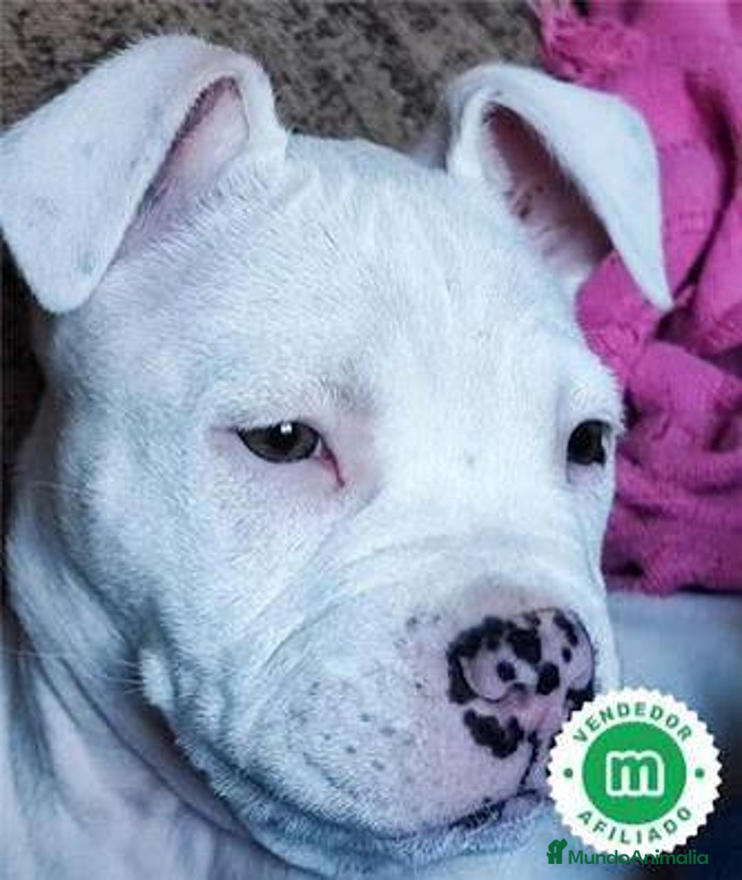 American Staffordshire-Terrier perros en venta: AMERICAN STANDFORD CALIDAD 💯 - Imagen 1