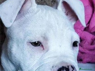 American Staffordshire-Terrier perros - Anuncio 3