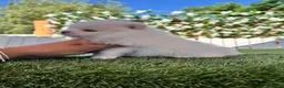 Pomerania perros en venta: POMERANIA  - Anuncio 9