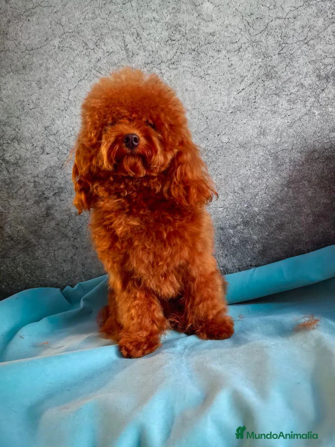 Caniche Toy perros en venta: Macho asiático red braun  - Anuncio 2