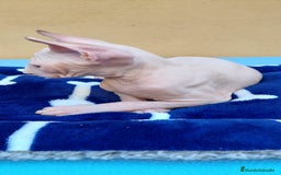 Sphynx gatos en venta: Preciosa hembrita ojos azules  - Imagen 6