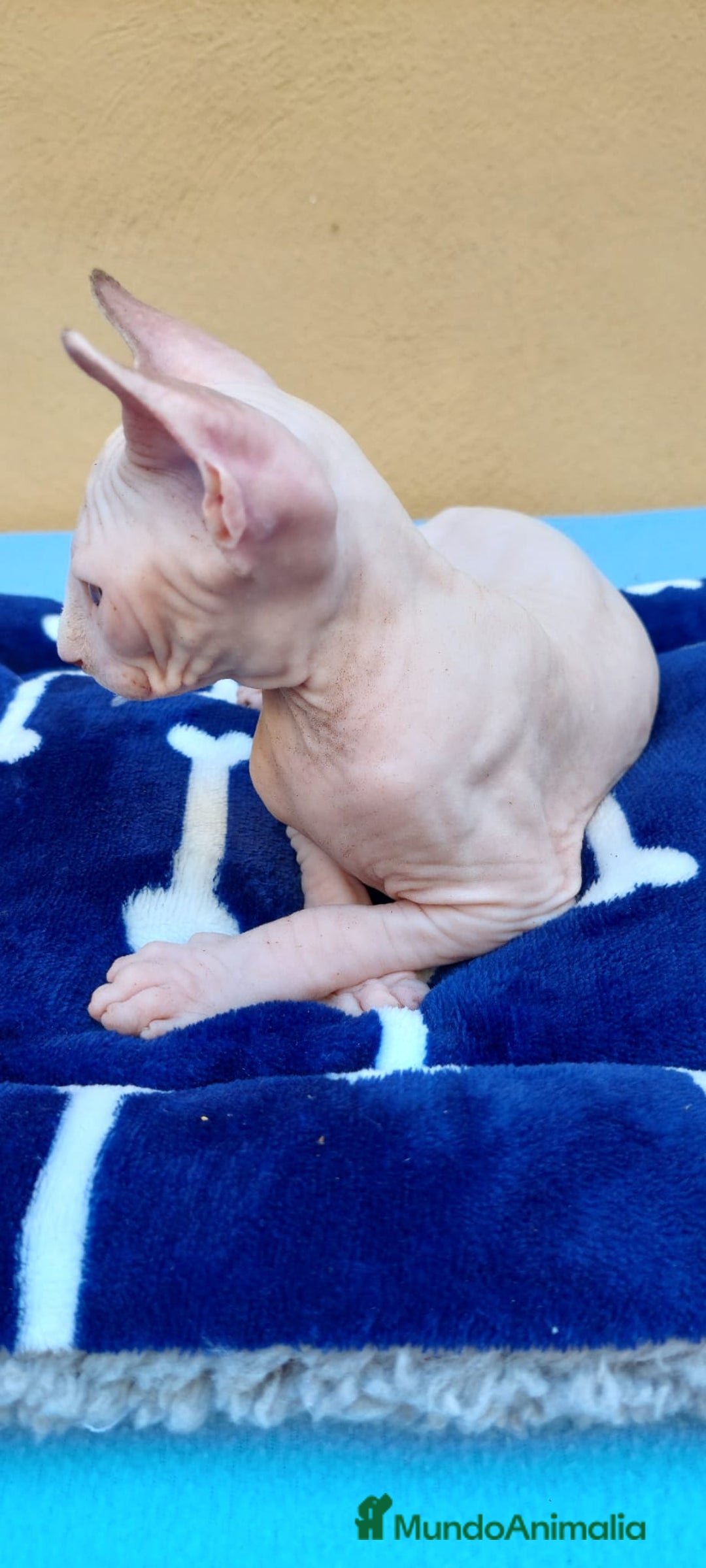 Sphynx gatos en venta: Preciosa hembrita ojos azules  - Imagen 6