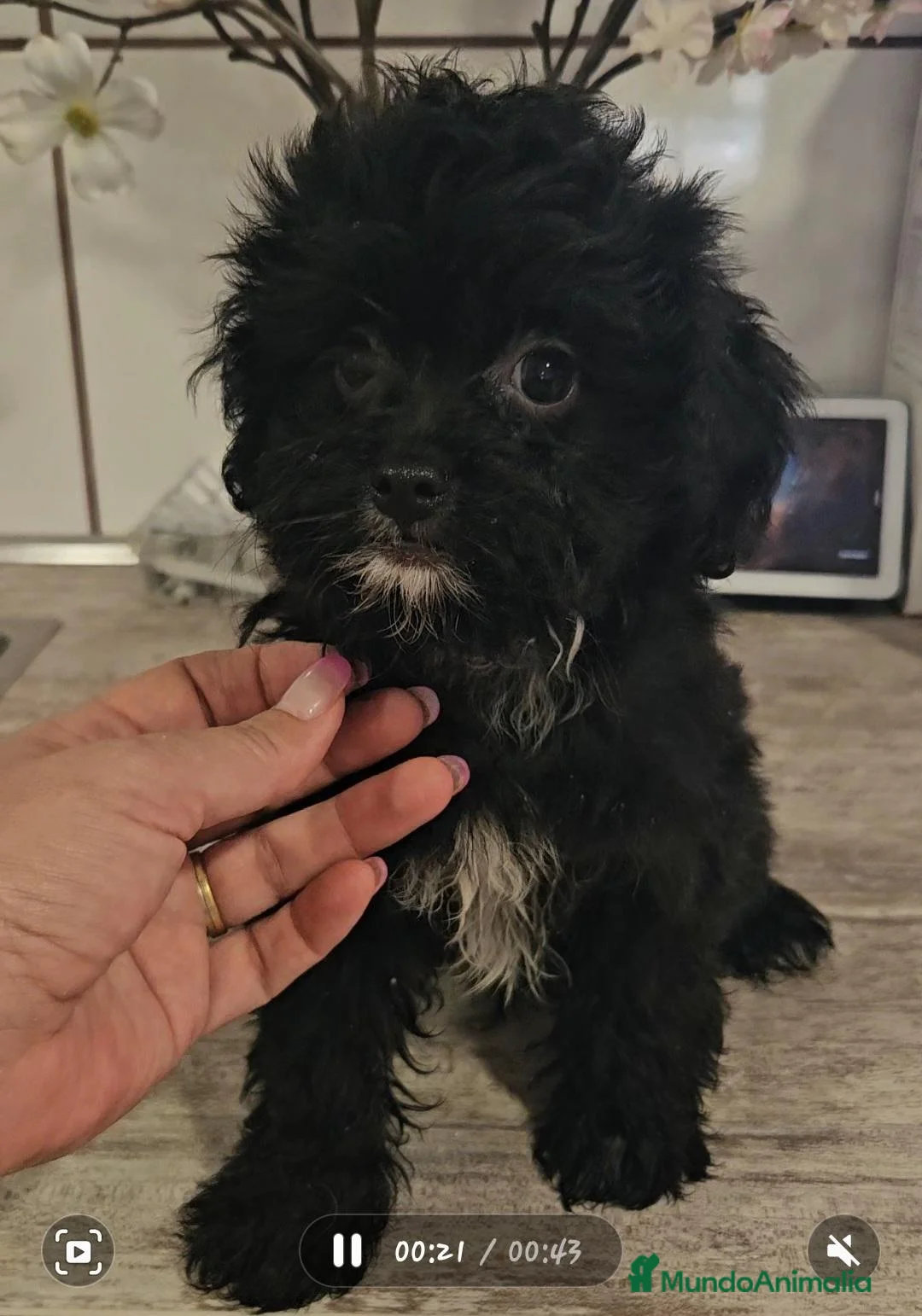 Maltipoo perros en venta: Maltipoo - Anuncio 1