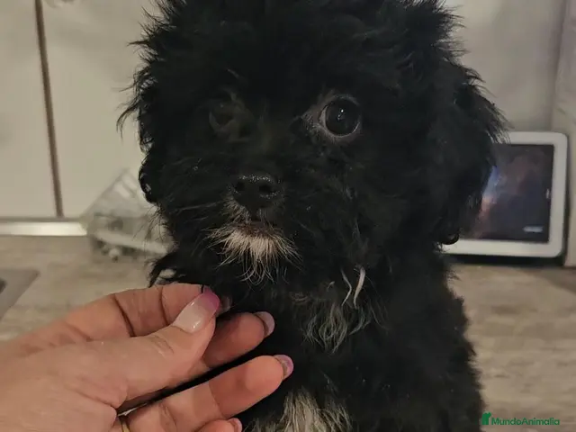 Maltipoo perros Maltipoo - Anuncio 12