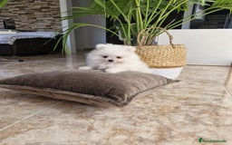 Pomerania perros en venta: Lulú de pomerania  - Imagen 5