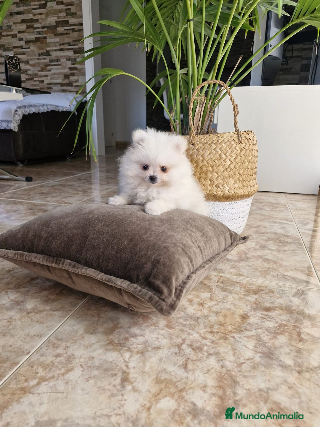 Pomerania perros en venta: Lulú de pomerania  - Imagen 5