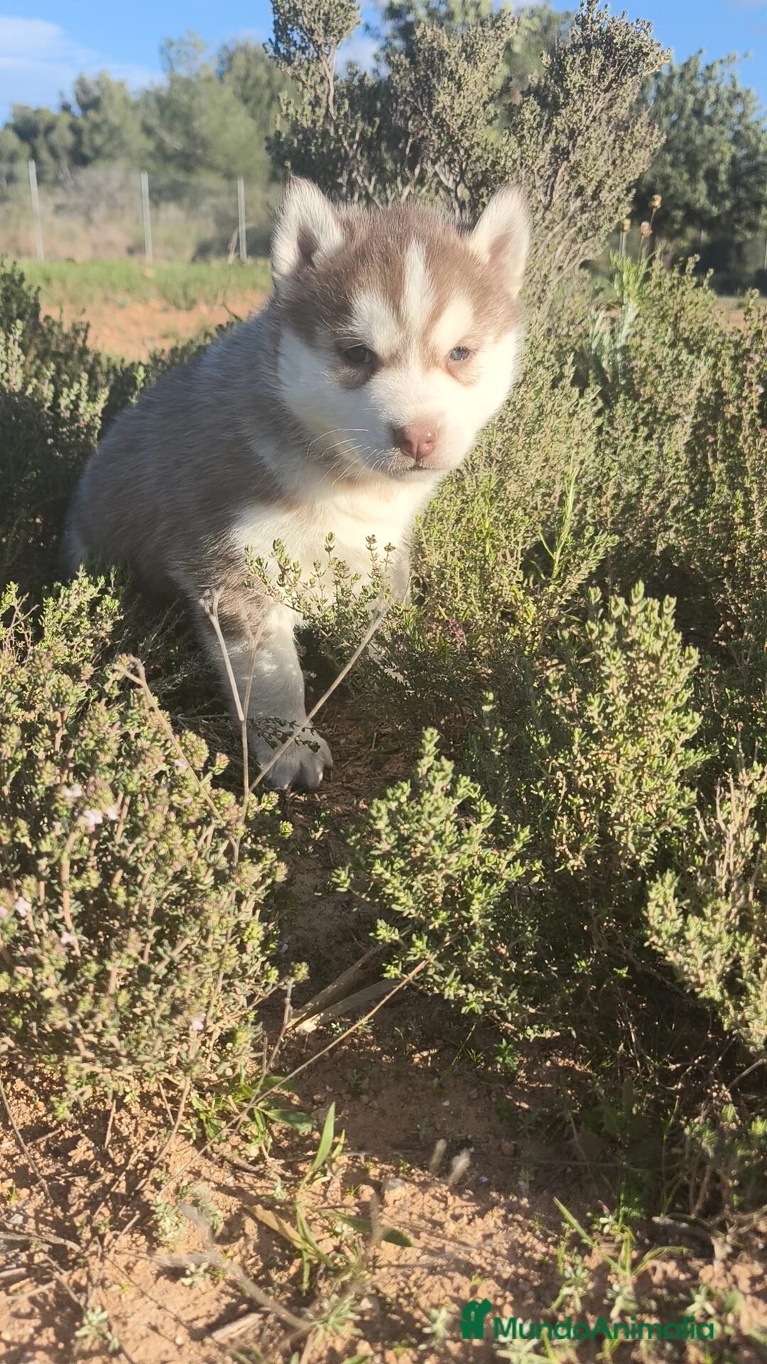 Husky Siberiano perros en venta: Husky SIBERIANO  - Anuncio 1