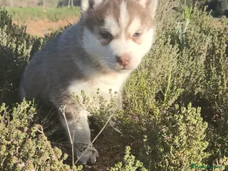 Husky Siberiano perros Husky SIBERIANO - Anuncio 1