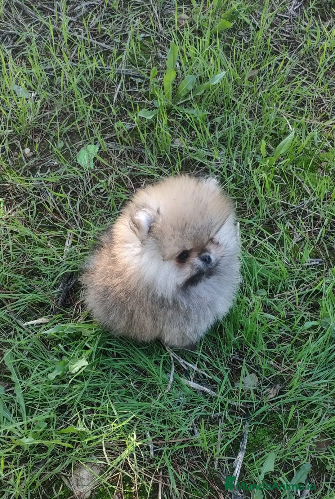 Pomerania perros en venta: Hembras de pomerania miniaturas - Anuncio 1