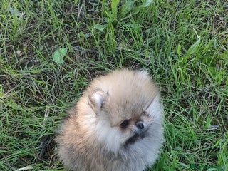 Pomerania perros Hembras de pomerania miniaturas - Anuncio 2