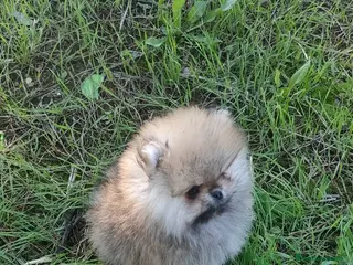 Pomerania perros Hembras de pomerania miniaturas - Anuncio 13