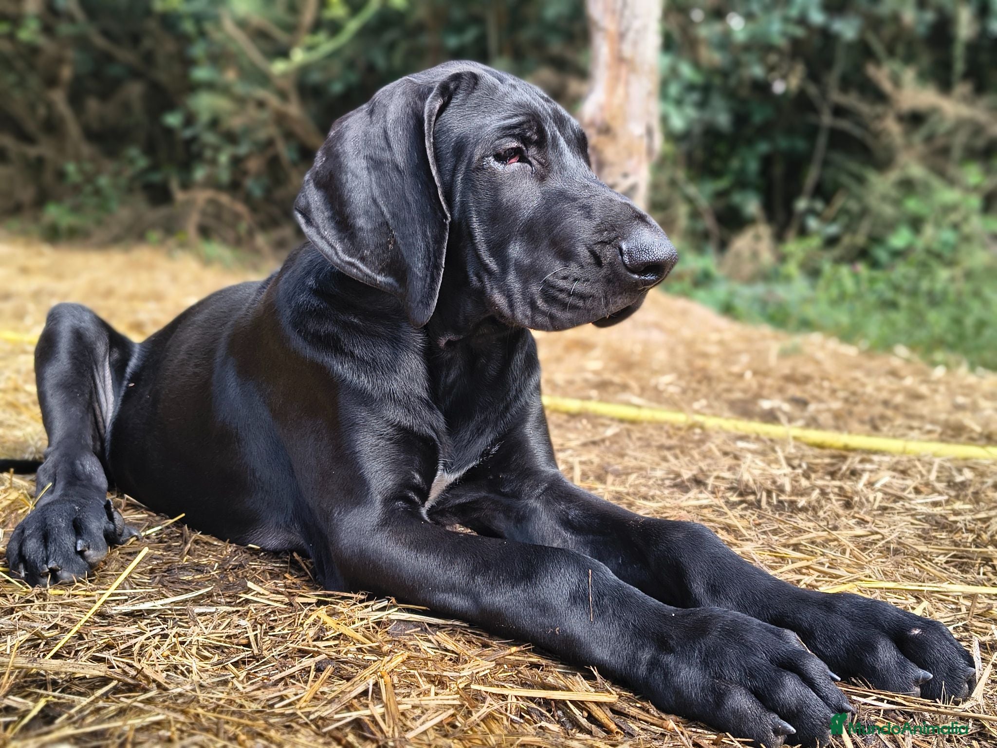 Raza Mixta perros 🐾 NUEVA CAMADA 2026 – GRAN CRESTADO - Anuncio 14