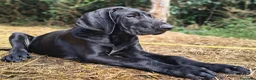 Raza Mixta perros en venta: 🐾 NUEVA CAMADA 2026 – GRAN CRESTADO - Anuncio 9