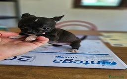 Chihuahua perros en venta: Preciosa chihuahua  - Imagen 2