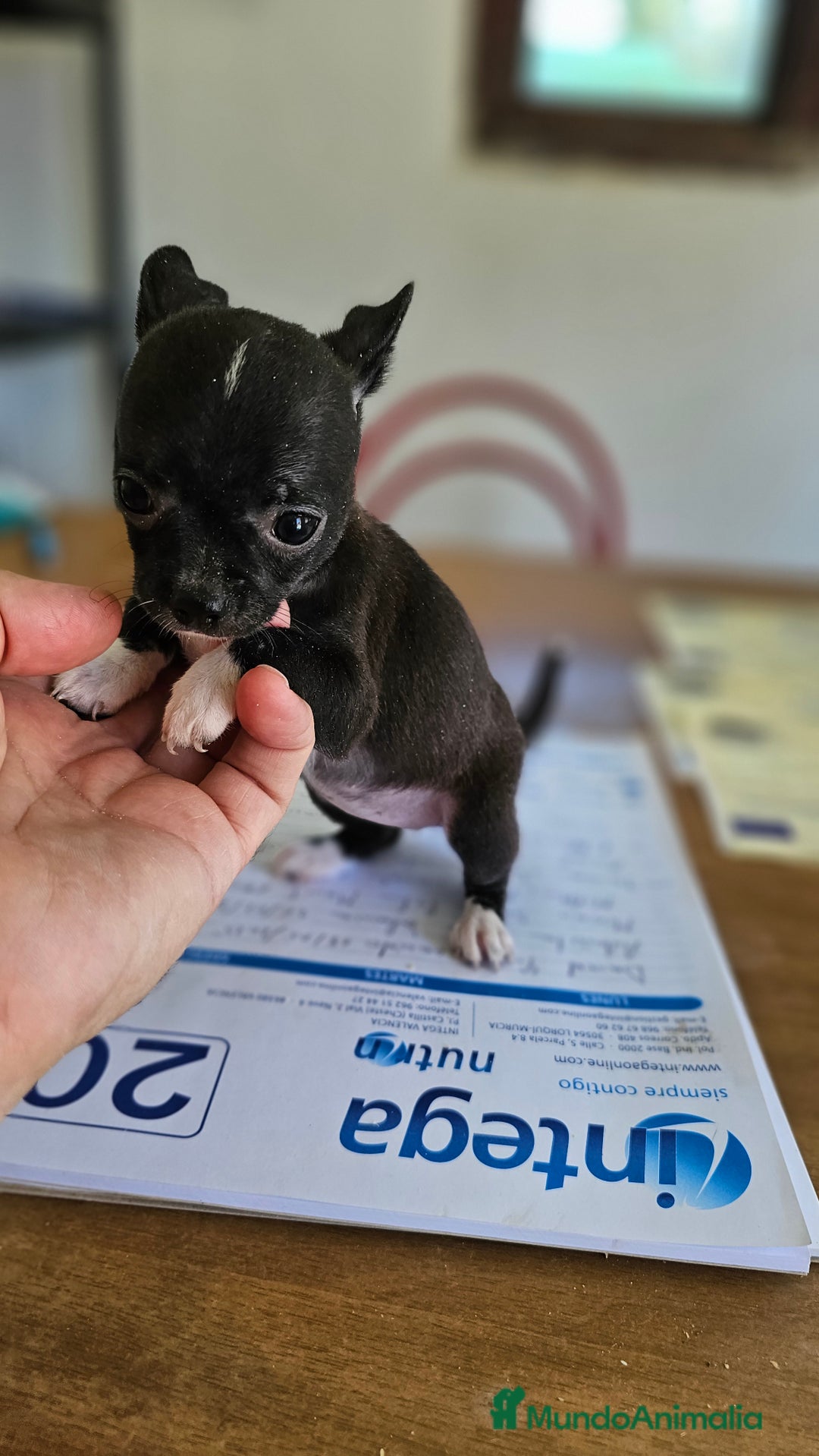 Chihuahua perros en venta: Preciosa chihuahua  - Imagen 2