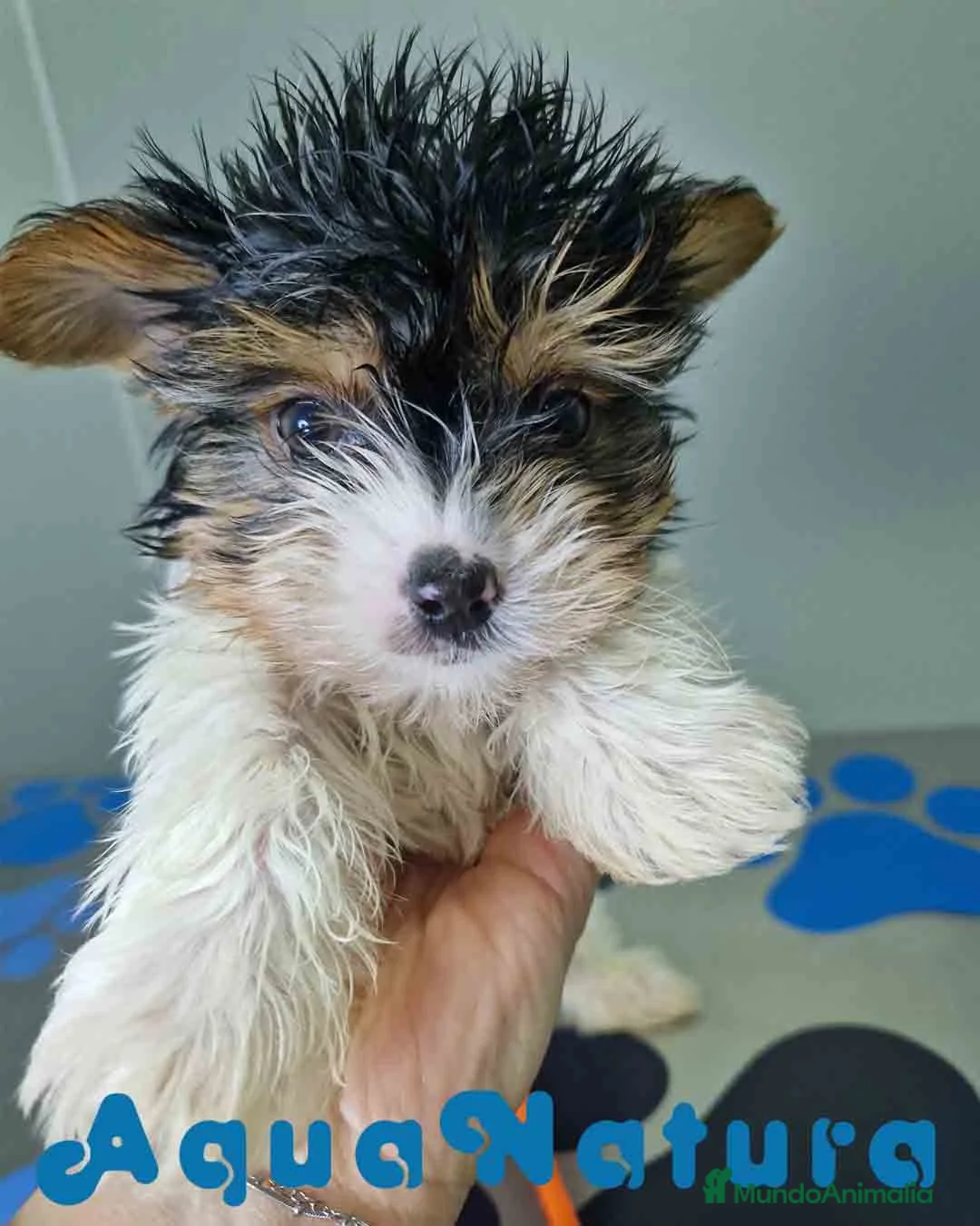 Biewer Yorkshire Terrier a la Pom Pon perros en venta: Yorkshire Biewer Macho CJMM 1318 AQUANATURA - Anuncio 10