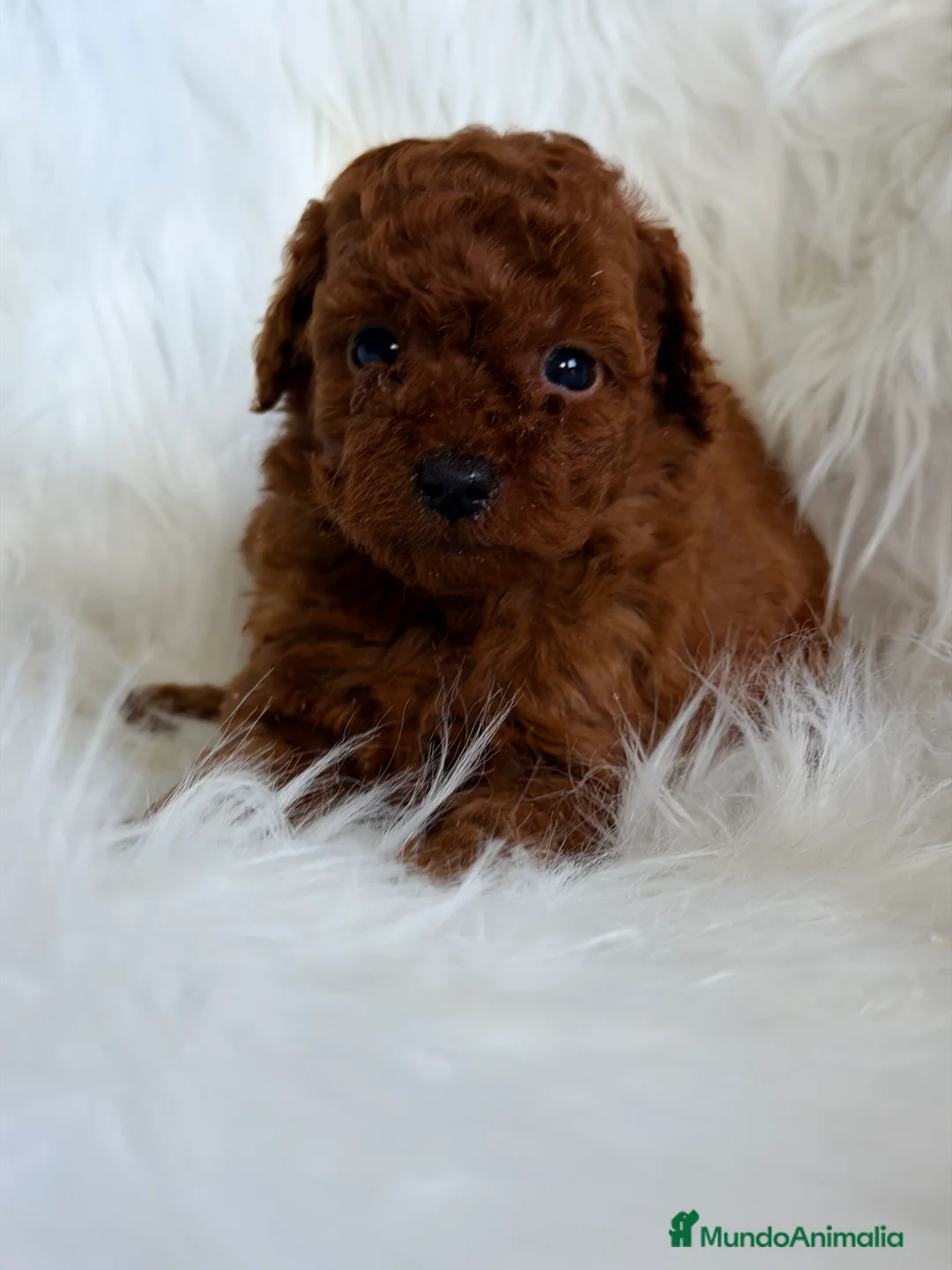 Caniche Toy perros en venta: Caniche rojo pimentón Toy  - Anuncio 4