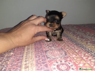 Yorkshire Terrier perros en Badajoz - Anuncio 7