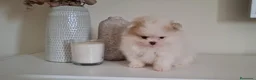 Pomerania perros en venta: Lulu de Pomerania Mini Parti color - Anuncio 1