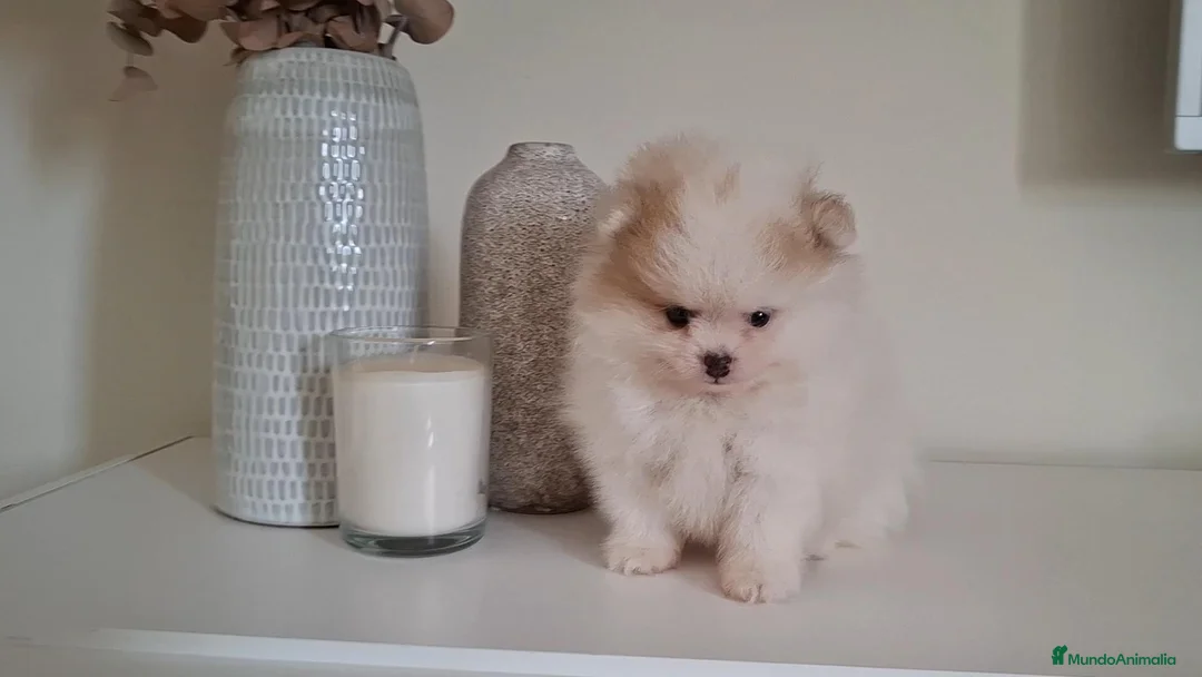 Pomerania perros en venta: Lulu de Pomerania Mini Parti color - Anuncio 1