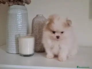Pomerania perros Lulu de Pomerania Mini Parti color - Anuncio 1