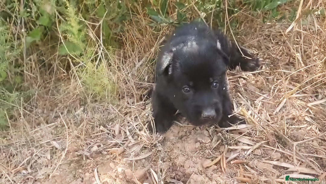 Perro Lobo Checoslovaco perros en venta: Perro lobo bajo contenido - Imagen 8