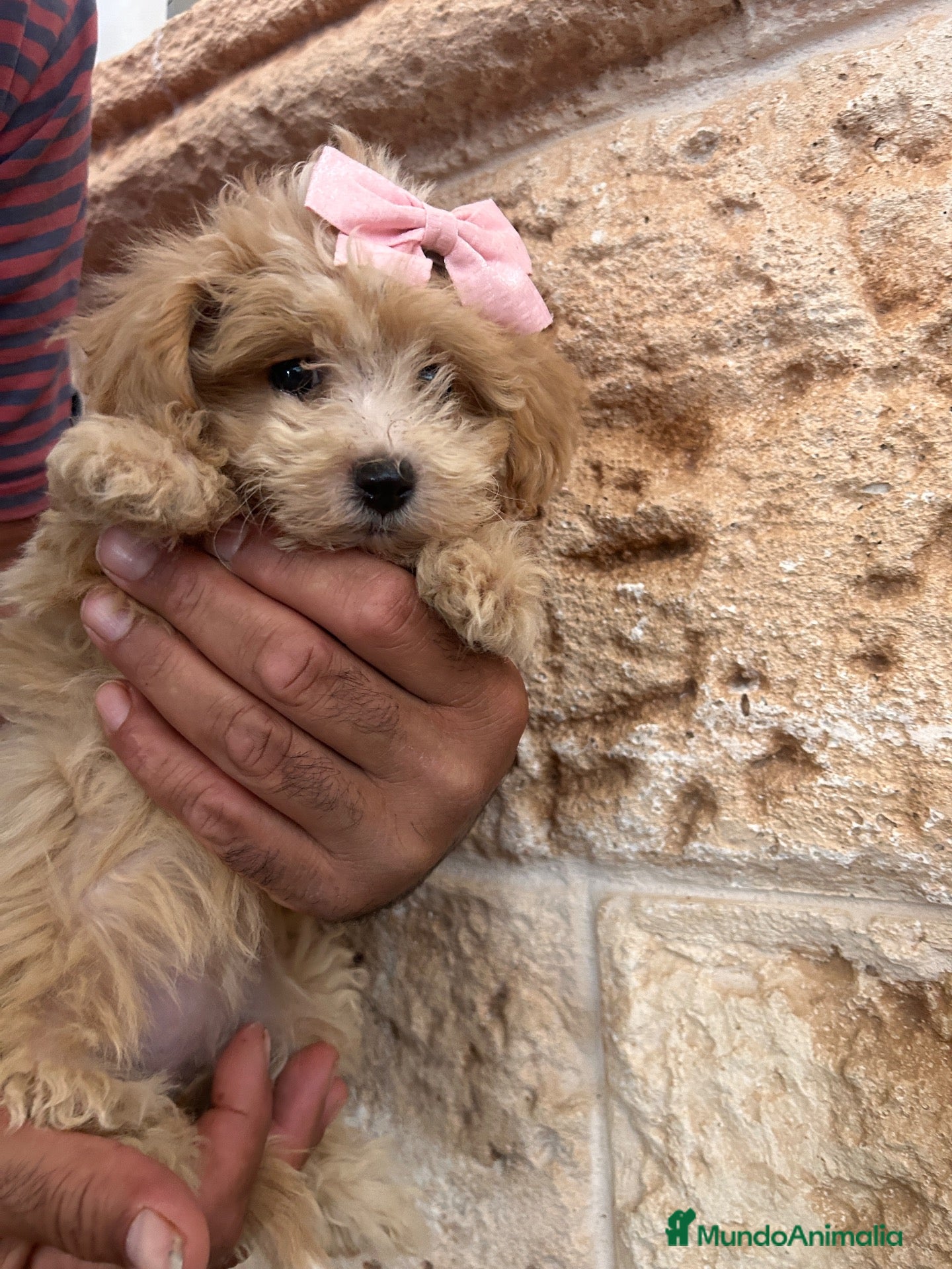 Maltipoo perros Maltipoo 628789235 - Anuncio 2