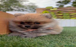 Pomerania perros en venta: POMERANIA HEMBRA - Imagen 6