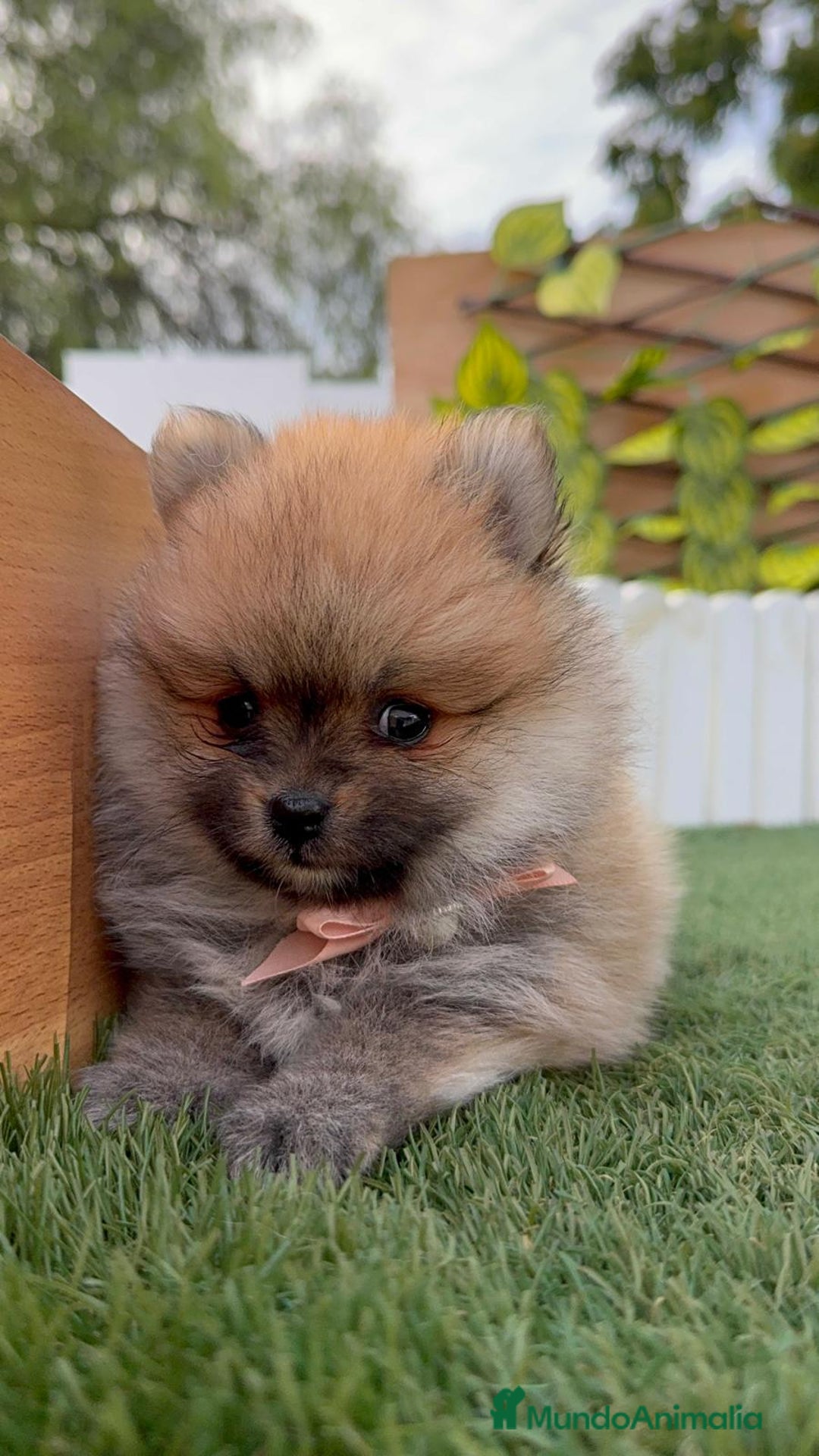Pomerania perros en venta: POMERANIA HEMBRA - Imagen 6