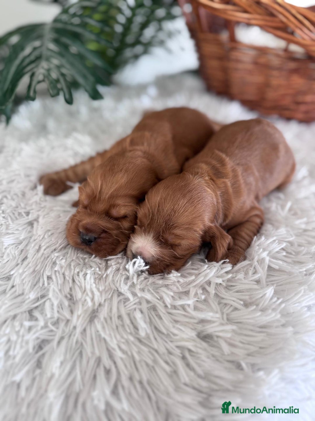 Cocker Spaniel Inglés perros en venta: COCKER SPANIEL INGLES - Anuncio 6